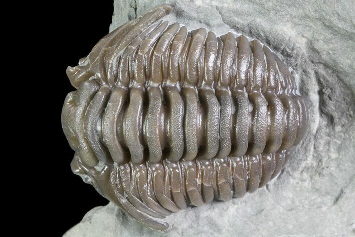 D Flexicalymene Trilobite - Ohio #84595